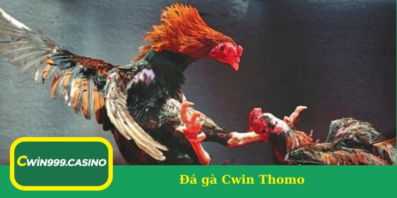 Đá gà Cwin Thomo