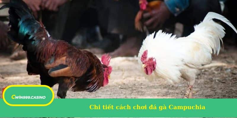 Chi tiết cách chơi đá gà Campuchia