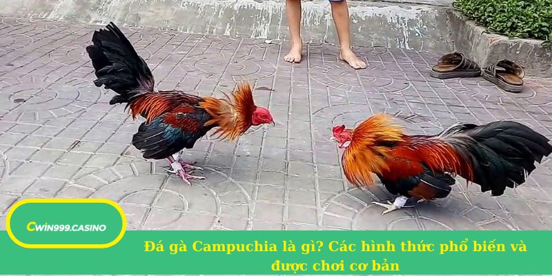 Đá gà Campuchia là gì? Các hình thức phổ biến và được chơi cơ bản
