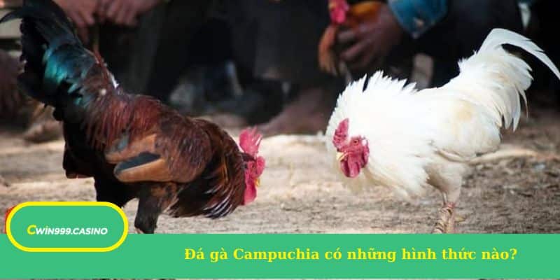 Đá gà Campuchia có những hình thức nào?